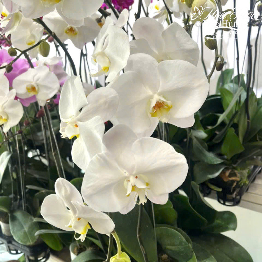 cành lan hồ điệp màu trắng
